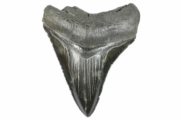 Serrated, Fossil Megalodon Tooth - South Carolina #286585